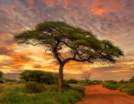 Lais Puzzle - Sonnenuntergang und Sonnenaufgang in dem Nationalpark Tsavo Ost, Tsavo West und Amboseli, Kenia - 40, 100, 200, 500, 1.000 & 2.000 Teile