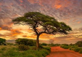 Lais Puzzle - Sonnenuntergang und Sonnenaufgang in dem Nationalpark Tsavo Ost, Tsavo West und Amboseli, Kenia - 1.000 Teile