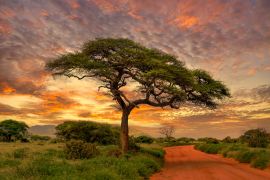 Lais Puzzle - Sonnenuntergang und Sonnenaufgang in dem Nationalpark Tsavo Ost, Tsavo West und Amboseli, Kenia - 2.000 Teile