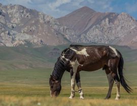 Lais Puzzle - Pferd auf einer Wiese in den Bergen Kirgisistans - 40, 100, 200, 500, 1.000 & 2.000 Teile