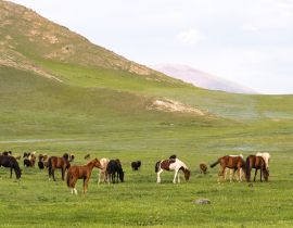 Lais Puzzle - Pferde in Kirgistan - 40, 100, 200, 500, 1.000 & 2.000 Teile