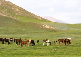 Lais Puzzle - Pferde in Kirgistan - 1.000 Teile