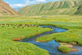 Lais Puzzle - Schafherde auf der Weide entlang eines Bergflusses, Naryn-Schlucht, Region Naryn, Kirgisistan - 2.000 Teile
