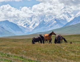 Lais Puzzle - Pferde grasen vor den schneebedeckten Bergen des Tien Shan, Sary Jaz-Tal, Region Issyk Kul, Kirgisistan - 40, 100, 200, 500, 1.000 & 2.000 Teile