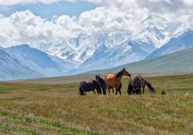 Lais Puzzle - Pferde grasen vor den schneebedeckten Bergen des Tien Shan, Sary Jaz-Tal, Region Issyk Kul, Kirgisistan - 1.000 Teile