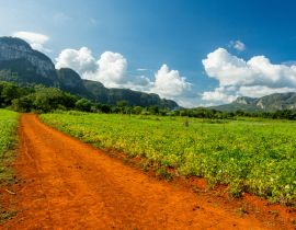 Lais Puzzle - Vinales, Kuba. Tabakanbau - 40, 100, 200, 500, 1.000 & 2.000 Teile