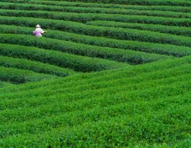 Lais Puzzle - Teearbeiter beim Pflücken von Teeblättern in einer Teeplantage - 40, 100, 200, 500, 1.000 & 2.000 Teile