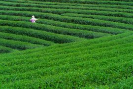 Lais Puzzle - Teearbeiter beim Pflücken von Teeblättern in einer Teeplantage - 2.000 Teile