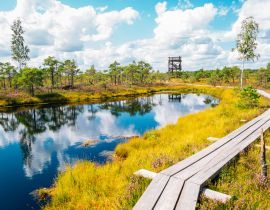 Lais Puzzle - Moorpfad im Kemeri-Nationalpark in Lettland - 40, 100, 200, 500, 1.000 & 2.000 Teile