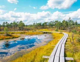 Lais Puzzle - Moorpfad im Kemeri-Nationalpark in Lettland - 40, 100, 200, 500, 1.000 & 2.000 Teile
