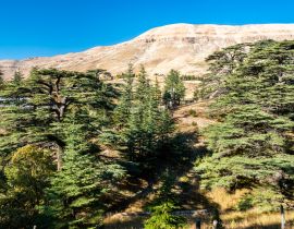 Lais Puzzle - Die Zedern Gottes in Bsharri im Libanon - 40, 100, 200, 500, 1.000 & 2.000 Teile