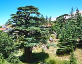 Lais Puzzle - Libanesische Zeder. Cedar of God, in Bsharri gelegen, ist einer der letzten Überreste der riesigen Wälder von Libanon-Zeder, die einst über den Berg Libanon gediehen. Die Zeder ist ein Symbol des Libanon - 40, 100, 200, 500, 1.000 & 2.000...