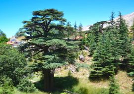 Lais Puzzle - Libanesische Zeder. Cedar of God, in Bsharri gelegen, ist einer der letzten Überreste der riesigen Wälder von Libanon-Zeder, die einst über den Berg Libanon gediehen. Die Zeder ist ein Symbol des Libanon - 1.000 Teile