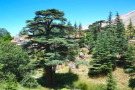 Lais Puzzle - Libanesische Zeder. Cedar of God, in Bsharri gelegen, ist einer der letzten Überreste der riesigen Wälder von Libanon-Zeder, die einst über den Berg Libanon gediehen. Die Zeder ist ein Symbol des Libanon - 2.000 Teile