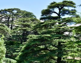 Lais Puzzle - Zedernbäume bei den Zedern Gottes, Libanon - 40, 100, 200, 500, 1.000 & 2.000 Teile