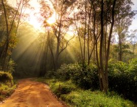 Lais Puzzle - Wunderschöner Sonnenaufgang im Dschungel von Andasibe-Mantadia, Madagaskar - 40, 100, 200, 500, 1.000 & 2.000 Teile