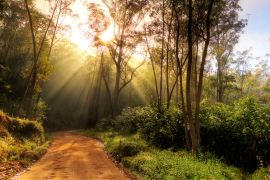 Lais Puzzle - Wunderschöner Sonnenaufgang im Dschungel von Andasibe-Mantadia, Madagaskar - 2.000 Teile