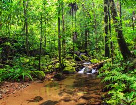 Lais Puzzle - Schöner Blick auf einen Bach im Regenwalddschungel des Masoala-Nationalparks in Madagaskar, einem UNESCO-Welterbe - 40, 100, 200, 500, 1.000 & 2.000 Teile