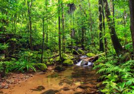 Lais Puzzle - Schöner Blick auf einen Bach im Regenwalddschungel des Masoala-Nationalparks in Madagaskar, einem UNESCO-Welterbe - 1.000 Teile