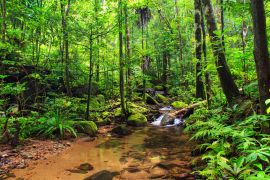 Lais Puzzle - Schöner Blick auf einen Bach im Regenwalddschungel des Masoala-Nationalparks in Madagaskar, einem UNESCO-Welterbe - 2.000 Teile