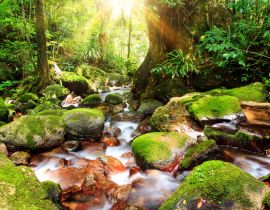 Lais Puzzle - Schöner Blick auf einen Bach im Regenwalddschungel des Masoala-Nationalparks in Madagaskar, einem UNESCO-Welterbe - 40, 100, 200, 500, 1.000 & 2.000 Teile