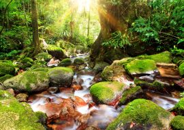 Lais Puzzle - Schöner Blick auf einen Bach im Regenwalddschungel des Masoala-Nationalparks in Madagaskar, einem UNESCO-Welterbe - 1.000 Teile