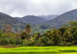 Lais Puzzle - Schöne Landschaft des Masoala-Nationalparks, Primärwald, in Madagaskar - 500, 1.000 & 2.000 Teile