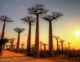 Lais Puzzle - Schöne Baobab-Bäume bei Sonnenuntergang an der Allee der Baobabs in Madagaskar - 40, 100, 200, 500, 1.000 & 2.000 Teile