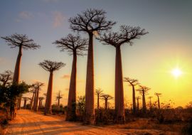 Lais Puzzle - Schöne Baobab-Bäume bei Sonnenuntergang an der Allee der Baobabs in Madagaskar - 1.000 Teile