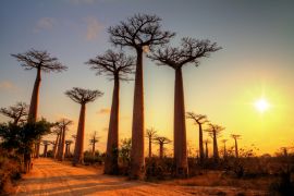 Lais Puzzle - Schöne Baobab-Bäume bei Sonnenuntergang an der Allee der Baobabs in Madagaskar - 2.000 Teile