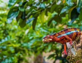 Lais Puzzle - Chamäleon streckt seine lange klebrige Zunge heraus, um eine Grille in den Urwäldern des Andasibe-Nationalparks im Osten Madagaskars zu fangen - 40, 100, 200, 500, 1.000 & 2.000 Teile