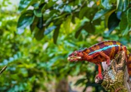 Lais Puzzle - Chamäleon streckt seine lange klebrige Zunge heraus, um eine Grille in den Urwäldern des Andasibe-Nationalparks im Osten Madagaskars zu fangen - 1.000 Teile