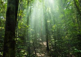 Lais Puzzle - Nosy Mangabe Forest - in der Nähe von Madagaskars Masoala National Park - 1.000 Teile