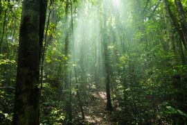 Lais Puzzle - Nosy Mangabe Forest - in der Nähe von Madagaskars Masoala National Park - 2.000 Teile