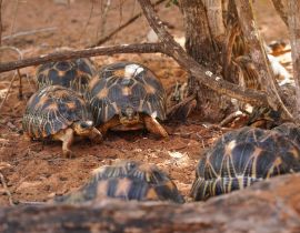 Lais Puzzle - Strahlenschildkröten - Astrochelys radiata - vom Aussterben bedrohte Schildkrötenart, endemisch in Madagaskar, die in der Nähe von Bäumen auf dem Boden laufen - 40, 100, 200, 500, 1.000 & 2.000 Teile