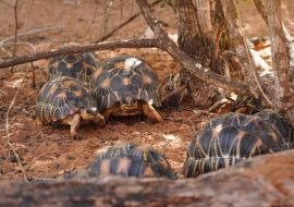 Lais Puzzle - Strahlenschildkröten - Astrochelys radiata - vom Aussterben bedrohte Schildkrötenart, endemisch in Madagaskar, die in der Nähe von Bäumen auf dem Boden laufen - 1.000 Teile