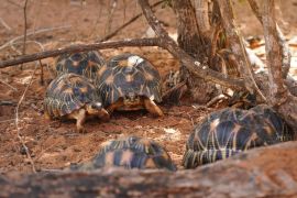 Lais Puzzle - Strahlenschildkröten - Astrochelys radiata - vom Aussterben bedrohte Schildkrötenart, endemisch in Madagaskar, die in der Nähe von Bäumen auf dem Boden laufen - 2.000 Teile