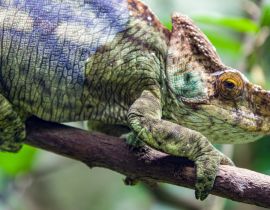 Lais Puzzle - Das Parsons-Chamäleon (Calumma parsonii) ist eine große Chamäleonart, eine Eidechse aus der Familie der Chamaeleonidae. Es ist endemisch in Madagaskar - 40, 100, 200, 500, 1.000 & 2.000 Teile