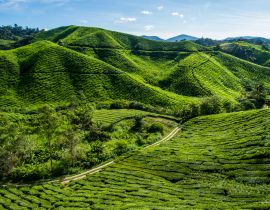 Lais Puzzle - Teeplantage auf einem Berg in den Cameron Highlands, Malaysia - 40, 100, 200, 500, 1.000 & 2.000 Teile