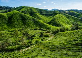 Lais Puzzle - Teeplantage auf einem Berg in den Cameron Highlands, Malaysia - 1.000 Teile