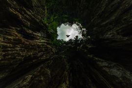 Lais Puzzle - Sehr schnell fliegende Tauben in der Butu-Höhle, einem der spirituellen Orte der indischen Gemeinschaft in Malaysia - 2.000 Teile