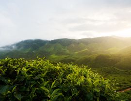 Lais Puzzle - Beeindruckende Landschaft in Malaysia. Blick auf eine Teeplantage bei Sonnenuntergang/Sonnenaufgang im Cameron Hochland, Malaysia. Natur Hintergrund mit nebligen - 40, 100, 200, 500, 1.000 & 2.000 Teile