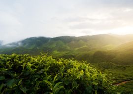 Lais Puzzle - Beeindruckende Landschaft in Malaysia. Blick auf eine Teeplantage bei Sonnenuntergang/Sonnenaufgang im Cameron Hochland, Malaysia. Natur Hintergrund mit nebligen - 1.000 Teile