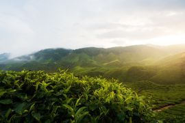 Lais Puzzle - Beeindruckende Landschaft in Malaysia. Blick auf eine Teeplantage bei Sonnenuntergang/Sonnenaufgang im Cameron Hochland, Malaysia. Natur Hintergrund mit nebligen - 2.000 Teile