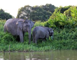 Lais Puzzle - Borneo-Zwergelefanten (Elephas maximus borneensis) - Borneo Malaysia Asien - 40, 100, 200, 500, 1.000 & 2.000 Teile