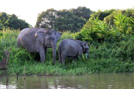 Lais Puzzle - Borneo-Zwergelefanten (Elephas maximus borneensis) - Borneo Malaysia Asien - 2.000 Teile