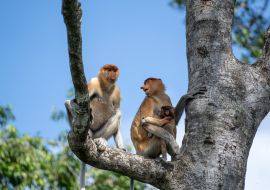 Lais Puzzle - Wilder Proboscis-Affe oder Nasalis larvatus, im Regenwald von Borneo, Malaysia - 1.000 Teile