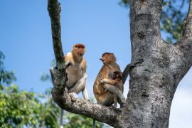 Lais Puzzle - Wilder Proboscis-Affe oder Nasalis larvatus, im Regenwald von Borneo, Malaysia - 2.000 Teile