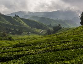 Lais Puzzle - Blick auf eine Teeplantage in den Cameron Highlands, Malaysia - 40, 100, 200, 500, 1.000 & 2.000 Teile
