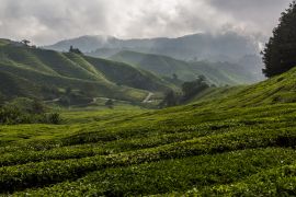 Lais Puzzle - Blick auf eine Teeplantage in den Cameron Highlands, Malaysia - 2.000 Teile